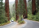 Sequoia National Park, California